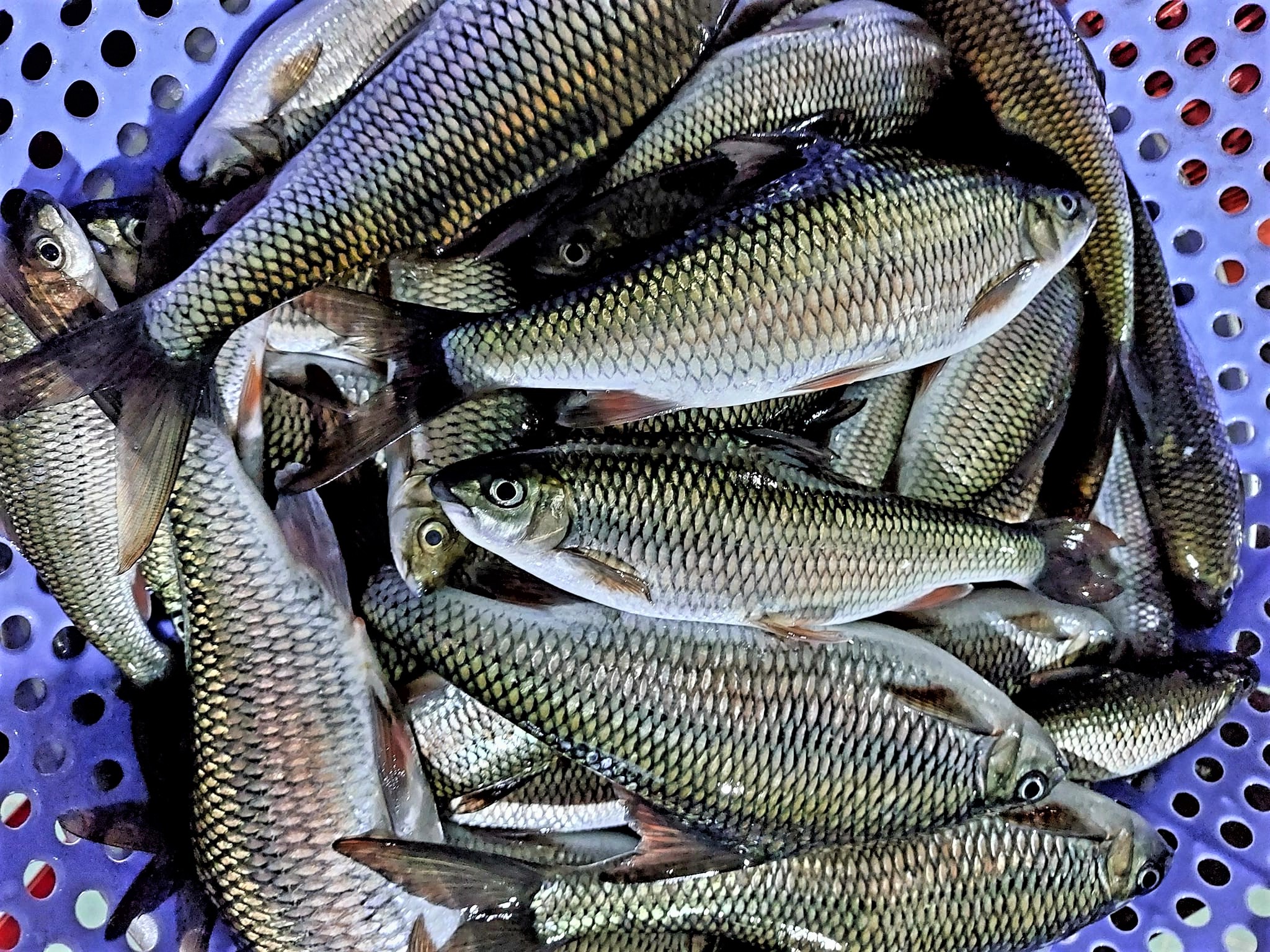 NHỚ CÁ ĐỐI “THÁNG GIÊNG CÁ NIÊN THÁNG CHẠP”